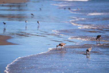 Grup su kenarı boyunca yürüyüş ve yiyecek için çulluk odaklanmak ilk deniz kuşu, Birleşik Devlet beach, California, Santa Barbara