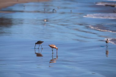 Grup su kenarı boyunca yürüyüş ve yiyecek için çulluk odaklanmak ilk deniz kuşu, Birleşik Devlet beach, California, Santa Barbara