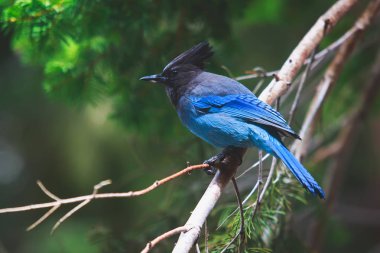 Portrait view of Steller's Jay blue bird (Cyanocitta stelleri) sitting on a branch, spotted in Yosemite National Park, California, United State clipart