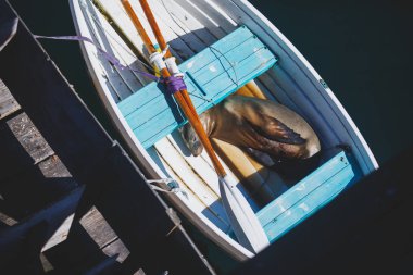 Bir deniz aslanı görünümünü mühür teknenin Santa Barbara Marina, California, uyku bize