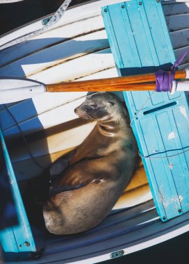 Bir deniz aslanı görünümünü mühür teknenin Santa Barbara Marina, California, uyku bize