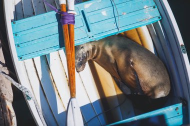 Bir deniz aslanı görünümünü mühür teknenin Santa Barbara Marina, California, uyku bize