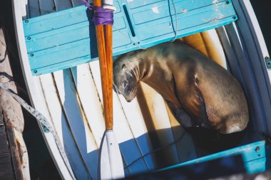 Bir deniz aslanı görünümünü mühür teknenin Santa Barbara Marina, California, uyku bize