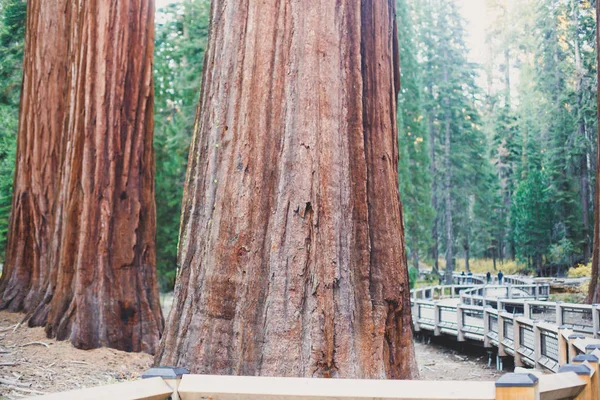 View Giant Redwood Sequoia Trees Mariposa Grove Yosemite National Park — стоковое фото