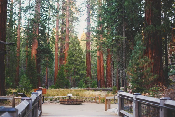 Dev Sekoya Sekoya Ağaçları Mariposa Grove Yosemite Milli Parkı Sierra — Stok fotoğraf