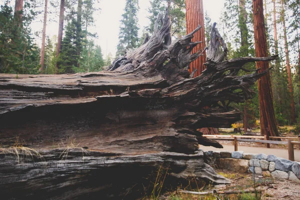 Dev Sekoya Sekoya Ağaçları Mariposa Grove Yosemite Milli Parkı Sierra — Stok fotoğraf