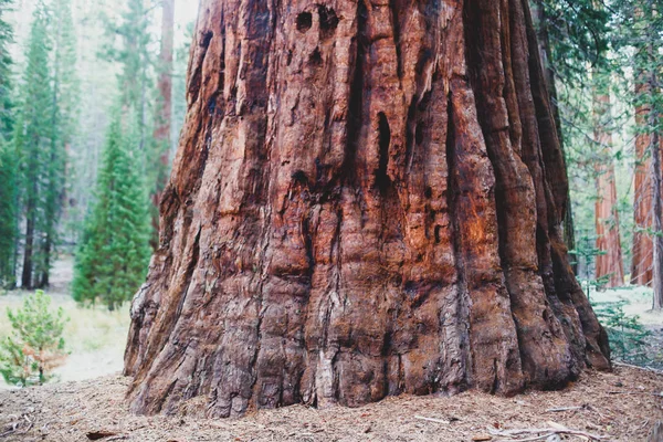 Vue Séquoias Géants Dans Mariposa Grove Yosemite National Park Sierra — Photo