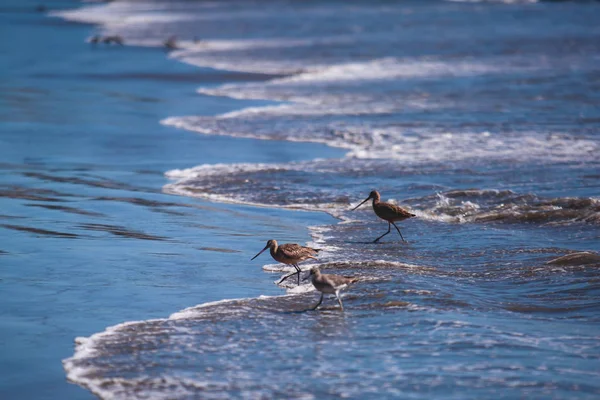 Groupe Bécasseaux Marchant Long Bord Eau Recherche Nourriture Plage Santa — Photo