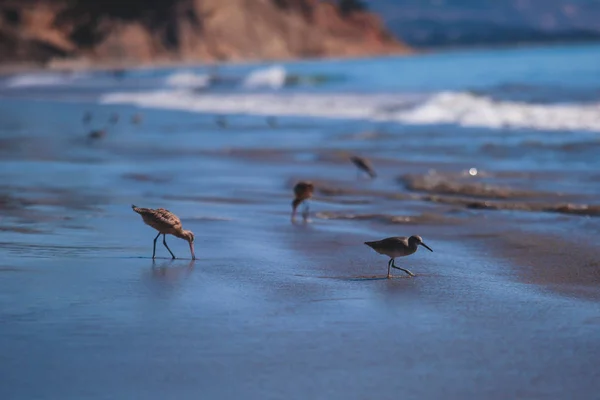 Group Sandpipers Walking Water Edge Searching Food Santa Barbara Beach — Stock Photo, Image