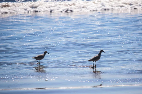 Grupo Sandpipers Andando Longo Borda Água Procura Comida Praia Santa — Fotografia de Stock