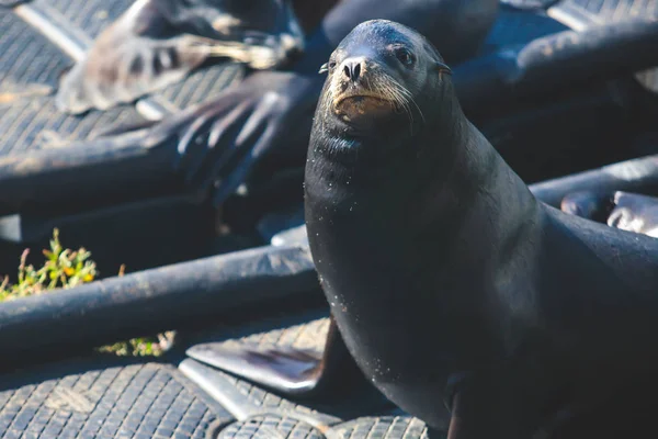 Blick Auf Pier Mit Robben Und Seelöwen Auf Hölzernen Plattformen — Stockfoto