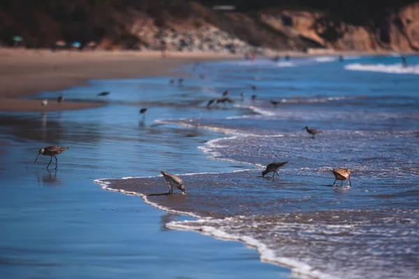 Groupe Bécasseaux Marchant Long Bord Eau Recherche Nourriture Plage Santa — Photo