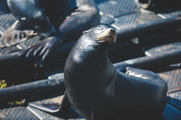 View Pier Seals Sea Lions Wooden Platforms Fisherman Wharf San — Stock Photo, Image