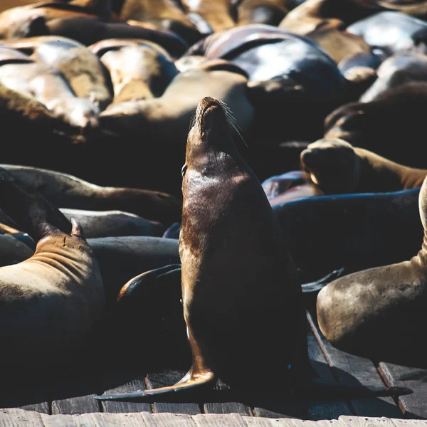 Blick Auf Pier Mit Robben Und Seelöwen Auf Hölzernen Plattformen — Stockfoto