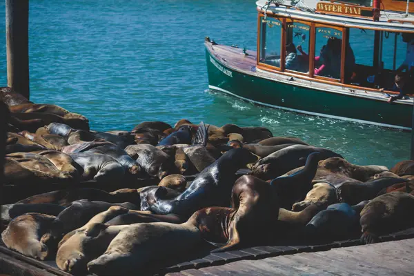 Blick Auf Pier Mit Robben Und Seelöwen Auf Hölzernen Plattformen — Stockfoto