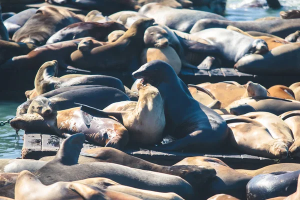 Blick Auf Pier Mit Robben Und Seelöwen Auf Hölzernen Plattformen — Stockfoto