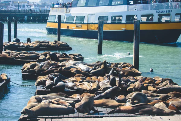 Blick Auf Pier Mit Robben Und Seelöwen Auf Hölzernen Plattformen — Stockfoto