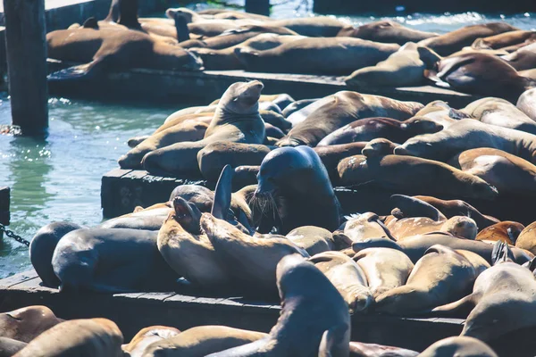 Blick Auf Pier Mit Robben Und Seelöwen Auf Hölzernen Plattformen — Stockfoto