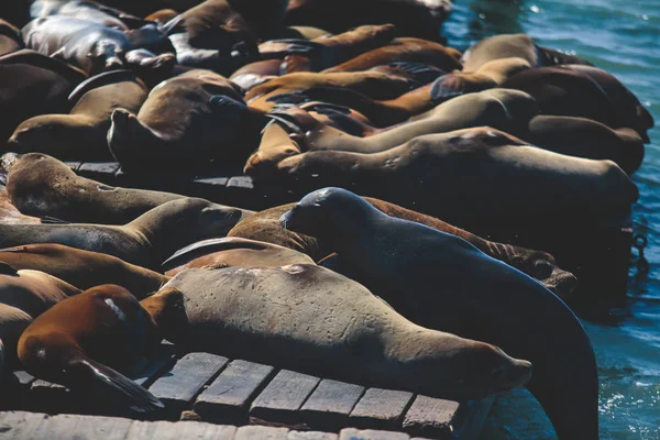 Blick Auf Pier Mit Robben Und Seelöwen Auf Hölzernen Plattformen — Stockfoto