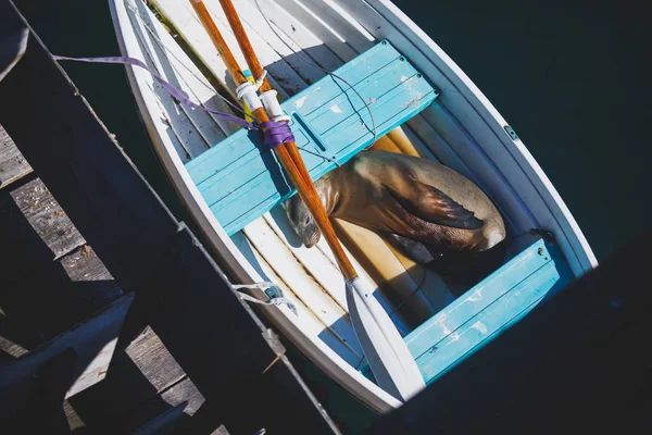 View Sea Lion Seal Sleeping Boat Santa Barbara Marina California — Stock Photo, Image