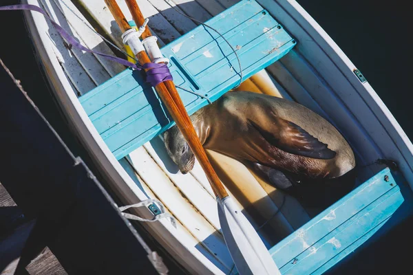 Blick Auf Eine Seelöwenrobbe Schlafend Boot Santa Barbara Marina Kalifornien — Stockfoto