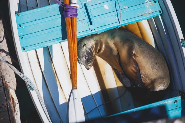 Вид Морского Льва Спящего Лодке Марине Санта Барбара Калифорния Сша — стоковое фото