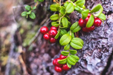 Kuzey İsveç, Lapland, Norrbotten, Norveç sınırındaki ormanlarda böğürtlen toplama ve toplama işlemi, kız yaban mersini, yaban mersini, yabanmersini ve diğer