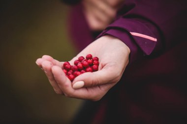 Kuzey İsveç, Lapland, Norrbotten, Norveç sınırındaki ormanlarda böğürtlen toplama ve toplama işlemi, kız yaban mersini, yaban mersini, yabanmersini ve diğer