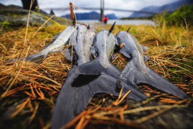 Norveç 'te yerde yatan taze balık sürüsü, Norveç konsepti, Efjord, Ballangen, Nordlan