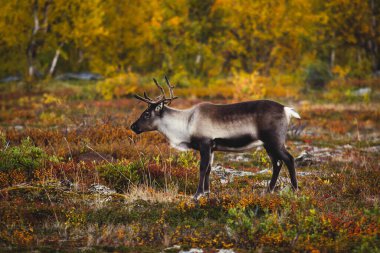 Abisko Ulusal Parkı, İsveç, Laponya, Norrboten Kontu 'nda otlayan bir grup geyik ren geyiği sürüsü