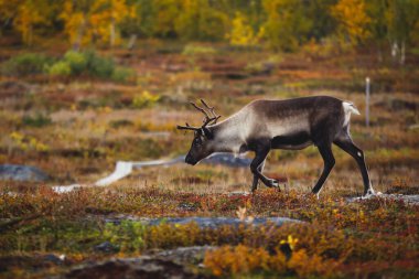 Abisko Ulusal Parkı, İsveç, Laponya, Norrboten Kontu 'nda otlayan bir grup geyik ren geyiği sürüsü