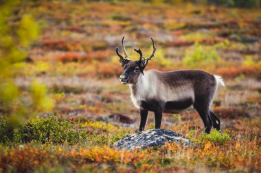 Abisko Ulusal Parkı, İsveç, Laponya, Norrboten Kontu 'nda otlayan bir grup geyik ren geyiği sürüsü