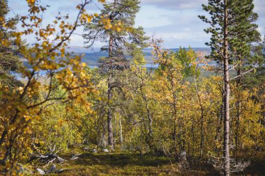 İsveç sonbaharı Norrbotten ilçesi, Kiruna Belediyesi, Kuzey İsveççe 'deki Kurravaara dağına yapılan yürüyüş sırasında canlı bir sonbahar manzarası sergiliyor.