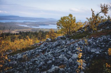 İsveç sonbaharı Norrbotten ilçesi, Kiruna Belediyesi, Kuzey İsveççe 'deki Kurravaara dağına yapılan yürüyüş sırasında canlı bir sonbahar manzarası sergiliyor.