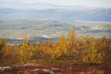 İsveç sonbaharı Norrbotten ilçesi, Kiruna Belediyesi, Kuzey İsveççe 'deki Kurravaara dağına yapılan yürüyüş sırasında canlı bir sonbahar manzarası sergiliyor.