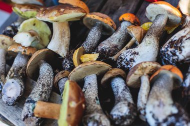 İsveç, Norrbotten County, Kiruna belediyesi, huş mantarı, boletus mantarı, turuncu başlıklı boletus ve diğer bölgelerde çeşitli orman mantarları toplayarak avlanıyor.