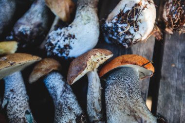 İsveç, Norrbotten County, Kiruna belediyesi, huş mantarı, boletus mantarı, turuncu başlıklı boletus ve diğer bölgelerde çeşitli orman mantarları toplayarak avlanıyor.