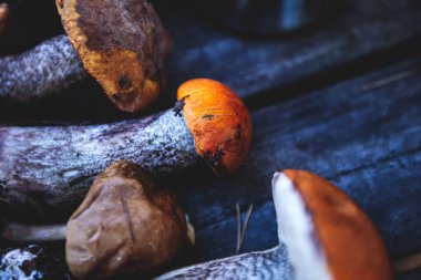 İsveç, Norrbotten County, Kiruna belediyesi, huş mantarı, boletus mantarı, turuncu başlıklı boletus ve diğer bölgelerde çeşitli orman mantarları toplayarak avlanıyor.