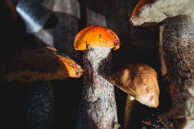 İsveç, Norrbotten County, Kiruna belediyesi, huş mantarı, boletus mantarı, turuncu başlıklı boletus ve diğer bölgelerde çeşitli orman mantarları toplayarak avlanıyor.