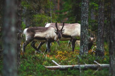 Geyik ren geyiği sürüsü, Fin orman ren geyiği, Oulanka Ulusal Parkı 'nda otlayan Kuzey Ostrobothnia ve Finlandiya' nın Laponya bölgelerinde bir finnish ulusal parkı.