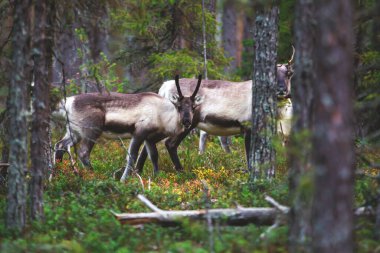 Geyik ren geyiği sürüsü, Fin orman ren geyiği, Oulanka Ulusal Parkı 'nda otlayan Kuzey Ostrobothnia ve Finlandiya' nın Laponya bölgelerinde bir finnish ulusal parkı.
