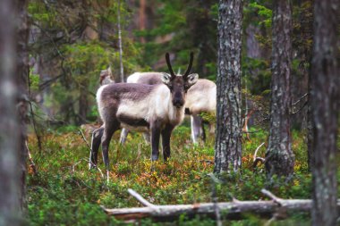 Geyik ren geyiği sürüsü, Fin orman ren geyiği, Oulanka Ulusal Parkı 'nda otlayan Kuzey Ostrobothnia ve Finlandiya' nın Laponya bölgelerinde bir finnish ulusal parkı.