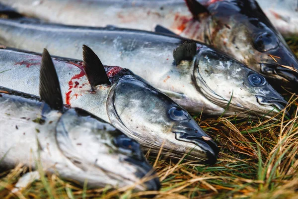 Pack of freshly caught cod fish lying on the ground in Norway, fishing in Norway concept, Efjord, Ballangen, Nordlan