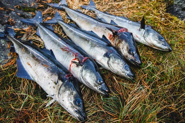 Pack of freshly caught cod fish lying on the ground in Norway, fishing in Norway concept, Efjord, Ballangen, Nordlan