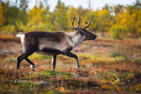 在瑞典Abisko国家公园 拉普兰 Norrboten Count放牧的鹿群驯鹿驯鹿 — 图库照片