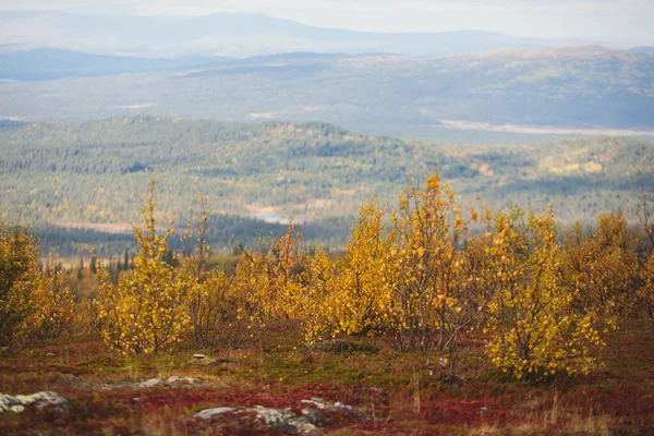 Outono Sueco Queda Paisagem Vibrante Durante Caminhadas Para Montanha Kurravaara — Fotografia de Stock