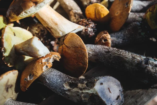 Varietà Assortimento Diversi Funghi Forestali Raccolta Caccia Svezia Norrbotten County — Foto Stock