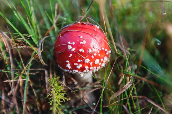 Άποψη Του Έντονου Κόκκινου Amanita Muscaria Κοινώς Γνωστή Μύγα Αγαρικό — Φωτογραφία Αρχείου