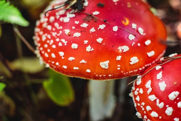在瑞典Norrbotten县的瑞典森林里 一种叫Amanita属的放线菌 它是一种麝香蘑菇 通常被称为粉蝇或羊驼 — 图库照片