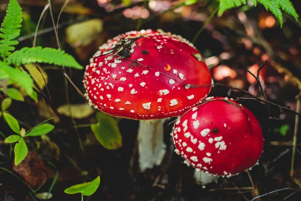 Άποψη Του Έντονου Κόκκινου Amanita Muscaria Κοινώς Γνωστή Μύγα Αγαρικό — Φωτογραφία Αρχείου